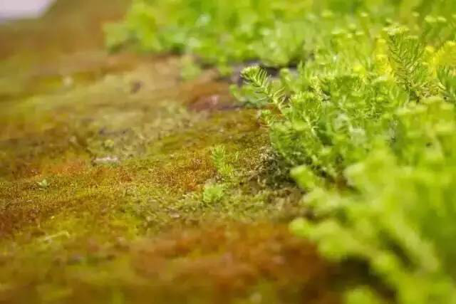 腾博汇游戏官网·(中国)专业效劳,诚信为本